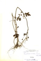 藏品(阿里山油菊)的圖片